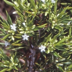 Leucopogon appressus (A beard-heath) at Yerriyong, NSW - 22 Jan 1998 by BettyDonWood