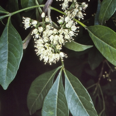 Melicope micrococca (Hairy-leaved Doughwood, White Euodia) at Undefined - 20 Jan 1998 by BettyDonWood