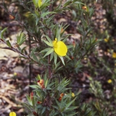 Pultenaea villifera var. villifera (Yellow Bush-pea) at McDonald State Forest - 22 Jan 1998 by BettyDonWood