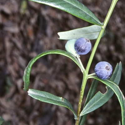 Santalum obtusifolium (Coastal Sandalwood) at Bangalee Walking Track - 21 Jan 1998 by BettyDonWood