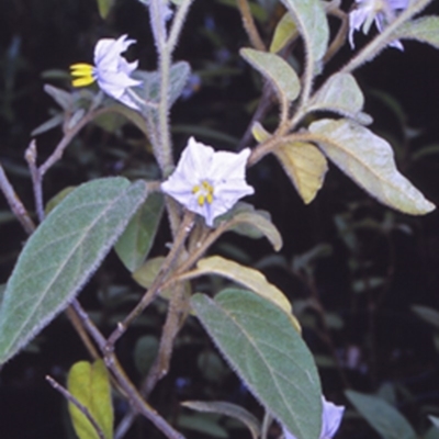 Solanum hapalum (Furry Nightshade) at Mogo State Forest - 27 Jan 1998 by BettyDonWood