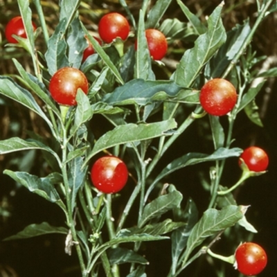 Solanum pseudocapsicum (Jerusalem Cherry, Madeira Cherry) at Yatte Yattah, NSW - 23 Jan 1998 by BettyDonWood