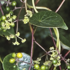 Stephania japonica var. discolor (Snake Vine) at Undefined - 20 Jan 1998 by BettyDonWood