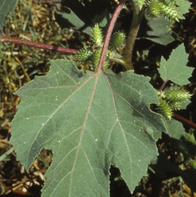 Xanthium strumarium (Noogoora Burr, Cockle Burr) at Watersleigh, NSW - 13 Apr 1998 by BettyDonWood