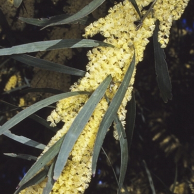 Acacia floribunda (White Sally Wattle, Gossamer Wattle) at Nowra Hill, NSW - 9 Aug 1997 by BettyDonWood