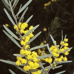 Acacia hamiltoniana at Morton National Park - 20 Sep 1997 by BettyDonWood