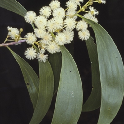 Acacia implexa (Hickory Wattle, Lightwood) at Saint Georges Basin, NSW - 27 Dec 1996 by BettyDonWood