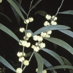 Acacia melanoxylon (Blackwood) at Sassafras, NSW - 25 Sep 1997 by BettyDonWood