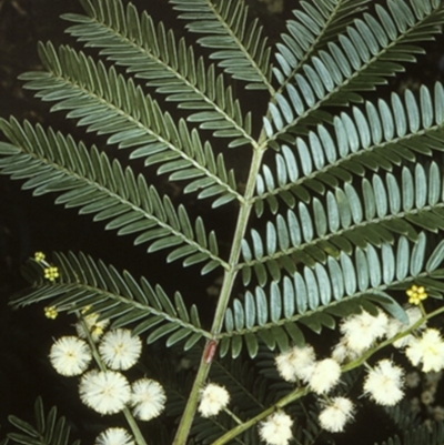 Acacia terminalis subsp. Glabrous form (M.Hancock 94) (Sunshine Wattle) at Morton National Park - 18 Mar 1997 by BettyDonWood