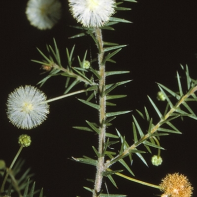 Acacia ulicifolia (Prickly Moses) at Huskisson, NSW - 25 Apr 1996 by BettyDonWood