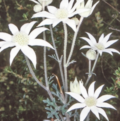 Actinotus helianthi (Flannel Flower) at Bomaderry, NSW - 12 Nov 1997 by BettyDonWood
