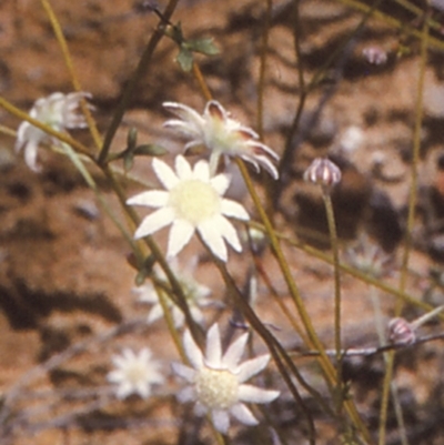 Actinotus minor (Lesser Flannel Flower) at Conjola National Park - 28 Nov 1996 by BettyDonWood