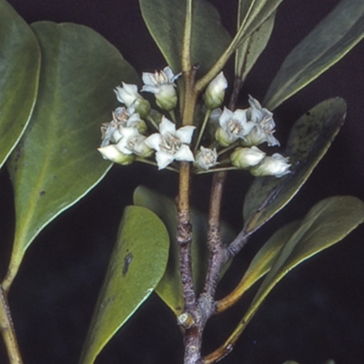 Aegiceras corniculatum (River Mangrove) at West Nowra, NSW - 27 Sep 1997 by BettyDonWood