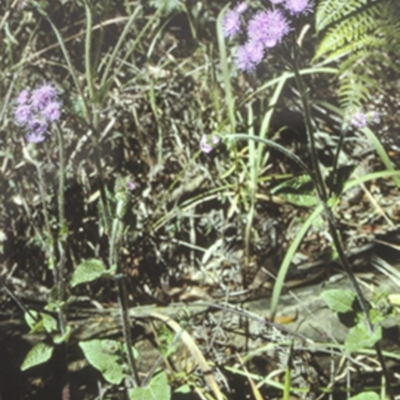 Ageratum houstonianum (Blue Billy Goat Weed) at Sussex Inlet, NSW - 29 Sep 1997 by BettyDonWood