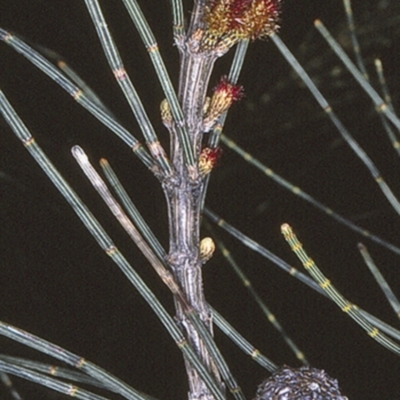 Allocasuarina littoralis (Black She-oak) at Ulladulla, NSW - 9 Aug 1997 by BettyDonWood