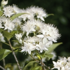 Backhousia myrtifolia (Carrol, Grey Myrtle, Cinnamon Myrtle) at North Nowra, NSW - 26 Dec 1995 by BettyDonWood