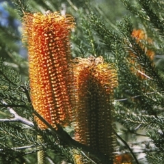 Banksia ericifolia (Heath Banksia) at Morton National Park - 19 Mar 1996 by BettyDonWood