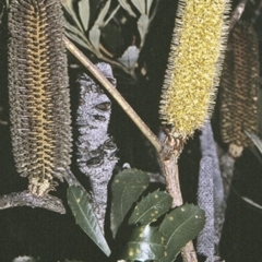 Banksia paludosa subsp. paludosa (Swamp Banksia) at Yerriyong State Forest - 27 Apr 1996 by BettyDonWood