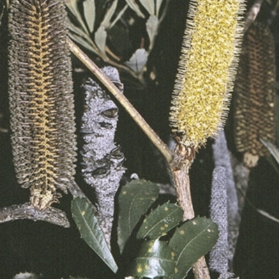 Banksia paludosa subsp. paludosa (Swamp Banksia) at Yerriyong State Forest - 27 Apr 1996 by BettyDonWood