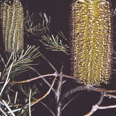 Banksia spinulosa var. spinulosa (Hairpin Banksia) at Yerriyong State Forest - 24 Apr 1996 by BettyDonWood