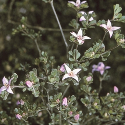 Boronia algida (Alpine Boronia) at Morton National Park - 10 Aug 1996 by BettyDonWood