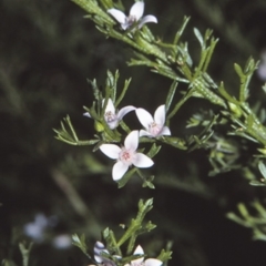 Boronia anemonifolia subsp. anemonifolia at Yerriyong State Forest - 16 Mar 1996 by BettyDonWood