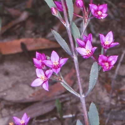 Boronia barkeriana subsp. angustifolia (Barker's Boronia) at Morton National Park - 13 Nov 1997 by BettyDonWood