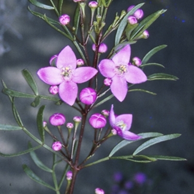 Boronia pinnata (Pinnate Boronia) at Jervis Bay National Park - 10 Aug 1996 by BettyDonWood