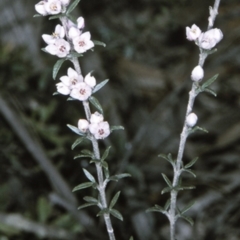 Boronia rigens (Stiff Boronia) at Morton National Park - 9 Aug 1996 by BettyDonWood