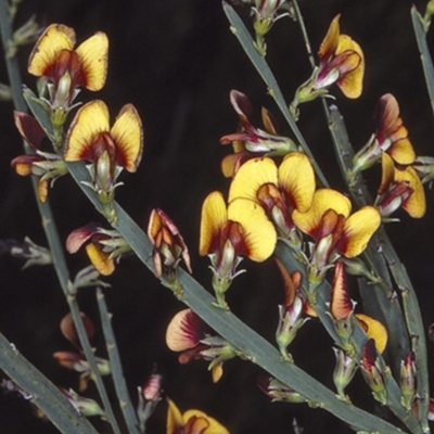 Bossiaea scolopendria at Jerrawangala, NSW - 27 Sep 1997 by BettyDonWood