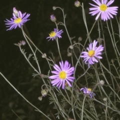 Brachyscome ciliaris var. ciliaris (Bushy Cut-leaf Daisy) at Merricumbene, NSW - 19 Nov 1996 by BettyDonWood