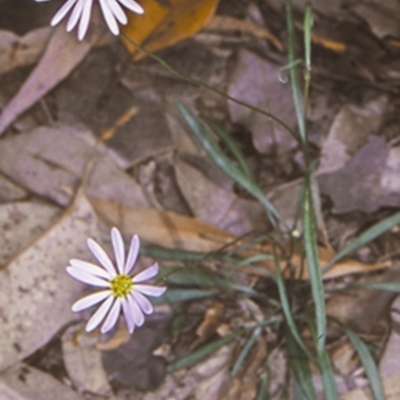 Brachyscome triloba at Buangla, NSW - 13 Nov 1997 by BettyDonWood