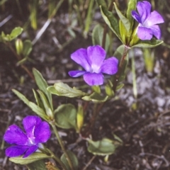 Brunoniella pumilio (Dwarf Blue Trumpet) at Conjola National Park - 27 Dec 1996 by BettyDonWood