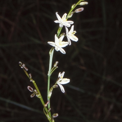 Caesia parviflora var. parviflora (A Grass-lily) at Morton National Park - 13 Nov 1997 by BettyDonWood