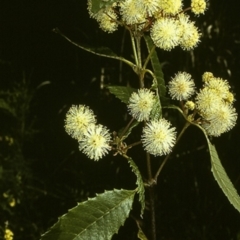 Callicoma serratifolia (Black Wattle, Butterwood, Tdgerruing) at Ulladulla, NSW - 23 Oct 1996 by BettyDonWood