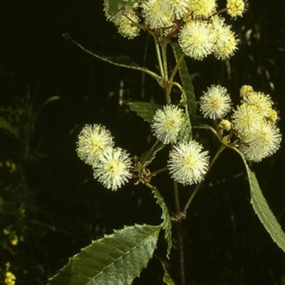 Callicoma serratifolia (Black Wattle, Butterwood, Tdgerruing) at Ulladulla, NSW - 23 Oct 1996 by BettyDonWood