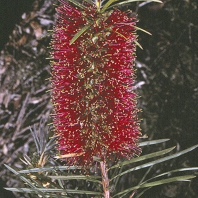 Melaleuca linearis (Narrow-leaved Bottlebrush) at Conjola National Park - 27 Nov 1996 by BettyDonWood