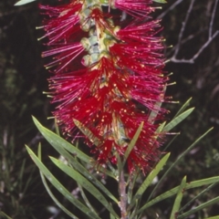 Melaleuca linearis (Narrow-leaved Bottlebrush) at Bomaderry, NSW - 13 Nov 1997 by BettyDonWood