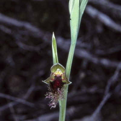 Calochilus robertsonii (Beard Orchid) at North Nowra, NSW - 26 Sep 1997 by BettyDonWood