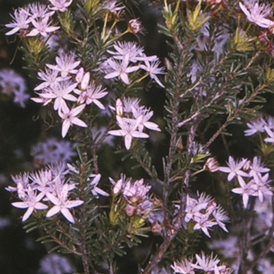 Calytrix tetragona (Common Fringe-myrtle) at North Nowra, NSW - 15 Sep 1996 by BettyDonWood