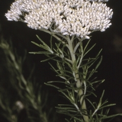 Cassinia aculeata (Common Cassinia) at Wandera State Forest - 20 Mar 1997 by BettyDonWood