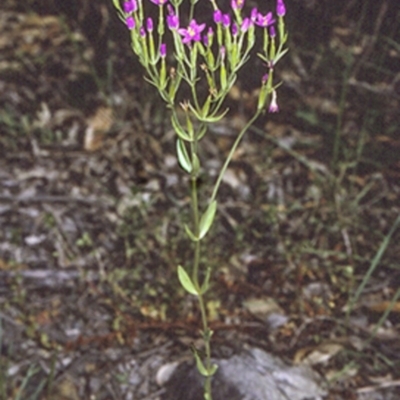 Centaurium tenuiflorum (Branched Centaury) at North Nowra, NSW - 24 Oct 1996 by BettyDonWood