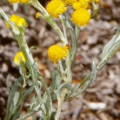 Chrysocephalum apiculatum (Common Everlasting) at Mogo State Forest - 15 Nov 1997 by BettyDonWood