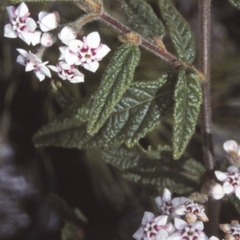 Commersonia dasyphylla (Kerrawang) at Mogo State Forest - 2 Oct 1997 by BettyDonWood