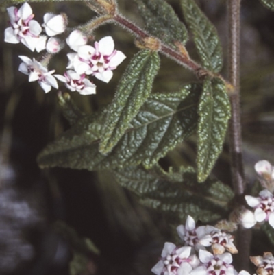 Commersonia dasyphylla (Kerrawang) at Mogo State Forest - 2 Oct 1997 by BettyDonWood