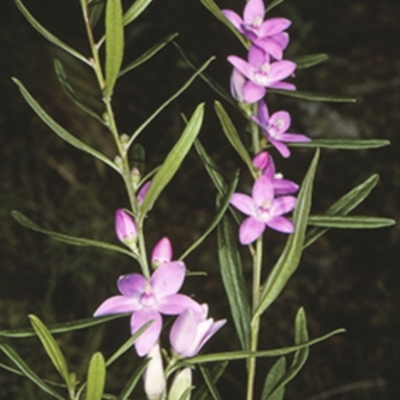 Crowea exalata subsp. magnifolia at Mogo State Forest - 20 Mar 1997 by BettyDonWood