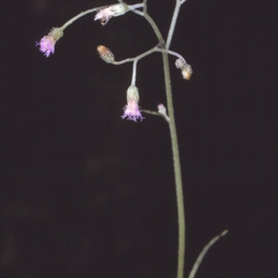 Cyanthillium cinereum (Purple Fleabane) at Mogo State Forest - 21 Mar 1997 by BettyDonWood
