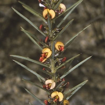 Daviesia acicularis (Sandplain Bitterpea) at Wandandian, NSW - 12 Aug 1996 by BettyDonWood