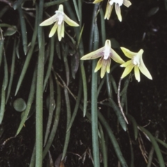 Dockrillia striolata (Streaked Rock Orchid) at Bangalee, NSW - 27 Sep 1997 by BettyDonWood