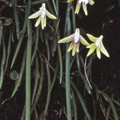 Dockrillia striolata (Streaked Rock Orchid) at Bangalee, NSW - 27 Sep 1997 by BettyDonWood